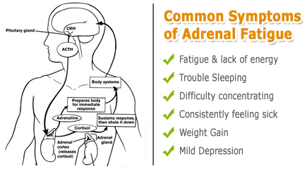 Adrenal.Fatigue